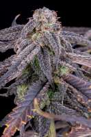 Pic for Banana Purple Punch Auto (Fast Buds Company)
