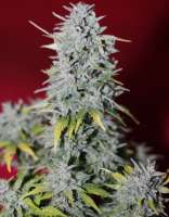 Bild von lee1969 (Girl Scout Cookies)