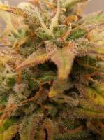 Bild von truare (Gorilla Glue)