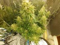 Fast Buds Company Grapefruit'matic - ein Foto von Kokoloco