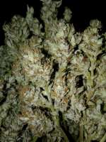 Fast Buds Company Grapefruit'matic - ein Foto von Quebec710