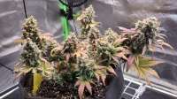 Fast Buds Company Mexican Airlines - ein Foto von Max666