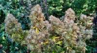 Fast Buds Company Six Shooter - ein Foto von sixshooter