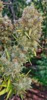 Fast Buds Company Six Shooter - ein Foto von sixshooter