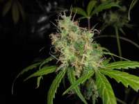 Bild von PineapplePunch (Hawaiian Sativa)