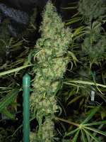 Bild von PineapplePunch (Hawaiian Sativa)