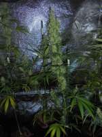 Bild von PineapplePunch (Hawaiian Sativa)