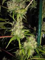 Bild von PineapplePunch (Hawaiian Sativa)