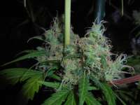 Bild von PineapplePunch (Hawaiian Sativa)