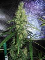 Bild von PineapplePunch (Hawaiian Sativa)