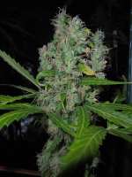 Bild von PineapplePunch (Hawaiian Sativa)