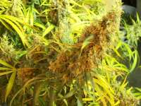 Bild von tropics (Hawaiian Sativa)