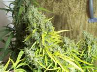 Bild von tropics (Hawaiian Sativa)