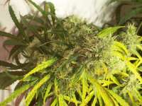 Bild von tropics (Hawaiian Sativa)