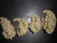 Bild von PineapplePunch (Hawaiian Sativa)