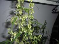 Bild von PineapplePunch (Hawaiian Sativa)