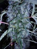 Bild von PineapplePunch (Hawaiian Sativa)