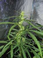 Bild von PineapplePunch (Hawaiian Sativa)