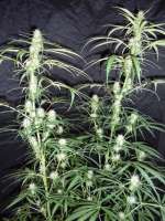 Bild von PineapplePunch (Hawaiian Sativa)