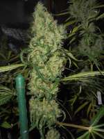 Bild von PineapplePunch (Hawaiian Sativa)