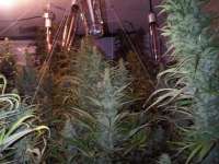 Federation Seed Company Island Sweet Skunk - ein Foto von TankAbbott