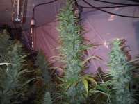 Federation Seed Company Island Sweet Skunk - ein Foto von TankAbbott