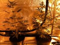 Bild von FreedomGarden (Auto Speed Bud)