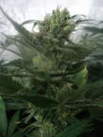 Bild von loveweed27 (Blueberry Cheesecake)