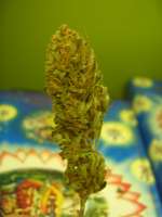 Bild von Roadkill420 (Easy Sativa)