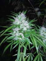 Bild von Roadkill420 (Easy Sativa)