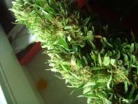 Bild von Roadkill420 (Easy Sativa)