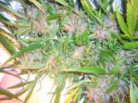 Female Seeds Easy Sativa - ein Foto von Roadkill420