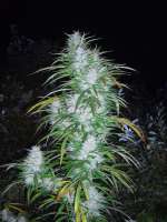 Bild von Roadkill420 (Easy Sativa)