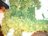 Bild von Roadkill420 (Easy Sativa)