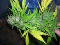 Female Seeds Easy Sativa - ein Foto von Roadkill420