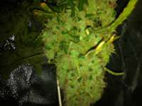 Bild von jayblay (Lemon Kush)