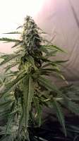 Bild von BuDDust (Lemon Kush)