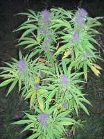 Bild von Roadkill420 (Purple Power)