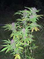 Bild von Roadkill420 (Purple Power)