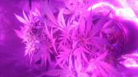 Bild von Indica2me (SexBud)