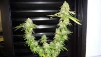 Bild von FreedomGarden (White Widow)