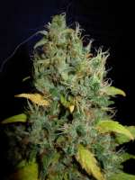 Bild von Nushaba (White Widow x Big Bud)