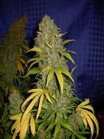 Bild von Nushaba (White Widow x Big Bud)