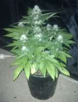 Bild von gimboid25 (White Widow x Big Bud)