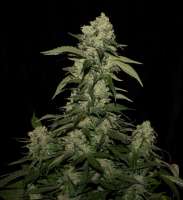 Bild von flashgordon (White Widow x Big Bud)