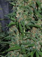 Bild von Heniek (White Widow x Big Bud)