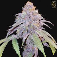 First Principles Genetics Blueberry Wonuts - ein Foto von FirstPG