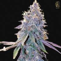 First Principles Genetics Frosted Fairy Floss - ein Foto von FirstPG