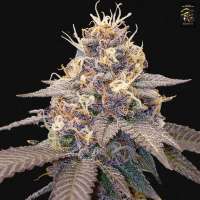 First Principles Genetics Gas-Suiker Spin - ein Foto von FirstPG