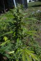 Flash Seeds Black Samba - ein Foto von hermantrage